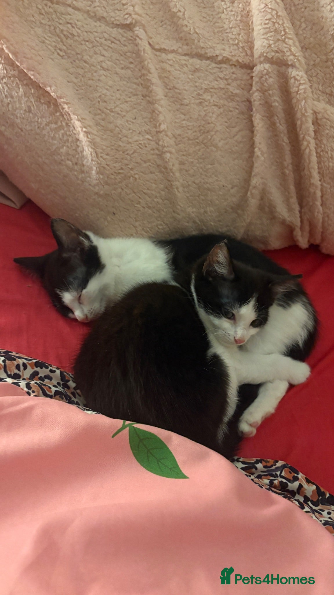 Mixed Breed cats cats available for adoption  - Advert 1