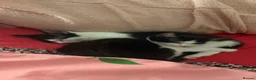 Mixed Breed cats for sale: cats available for adoption  in Huddersfield - Advert 1