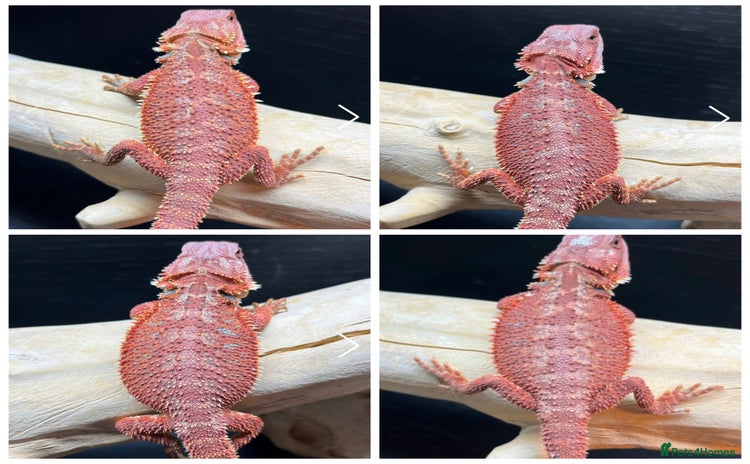 Bearded Dragon reptiles in Morecambe - Advert 3