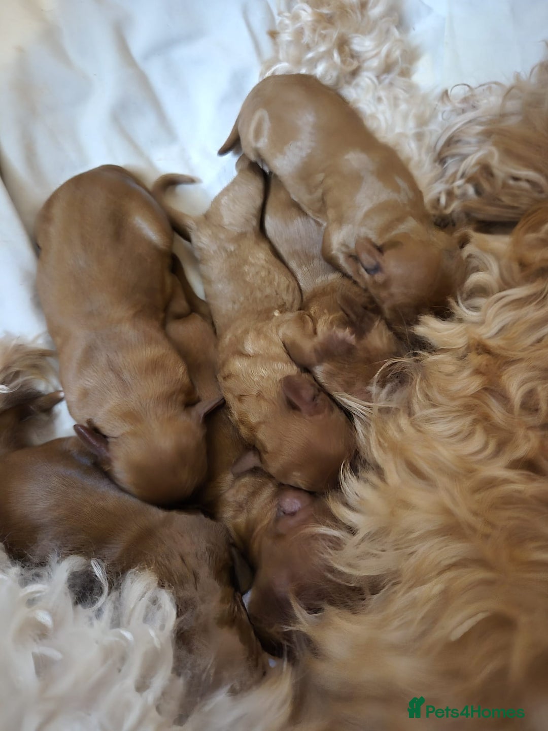 Cavapoo dogs for sale: Cavapoo Puppies  - Image 2