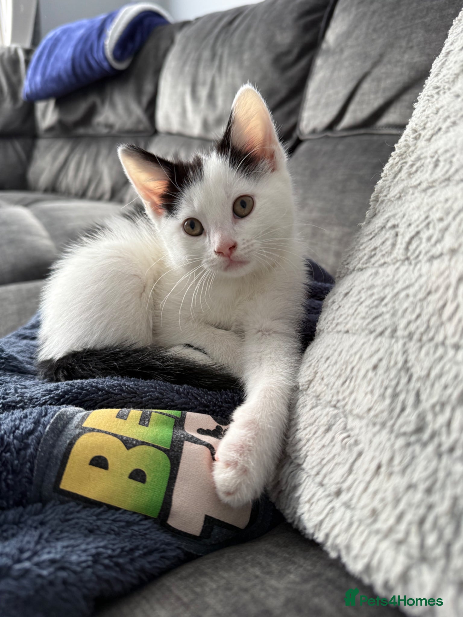 Mixed Breed cats Kittens  - Advert 7