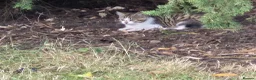 Mixed Breed cats for sale: 2 lively kittens for sale in Ilkeston - Advert 9