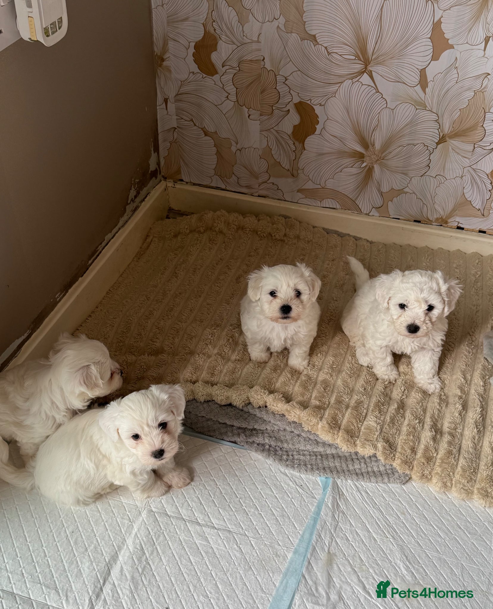 Maltipoo dogs 1 beautiful fluffy boy  - Advert 7