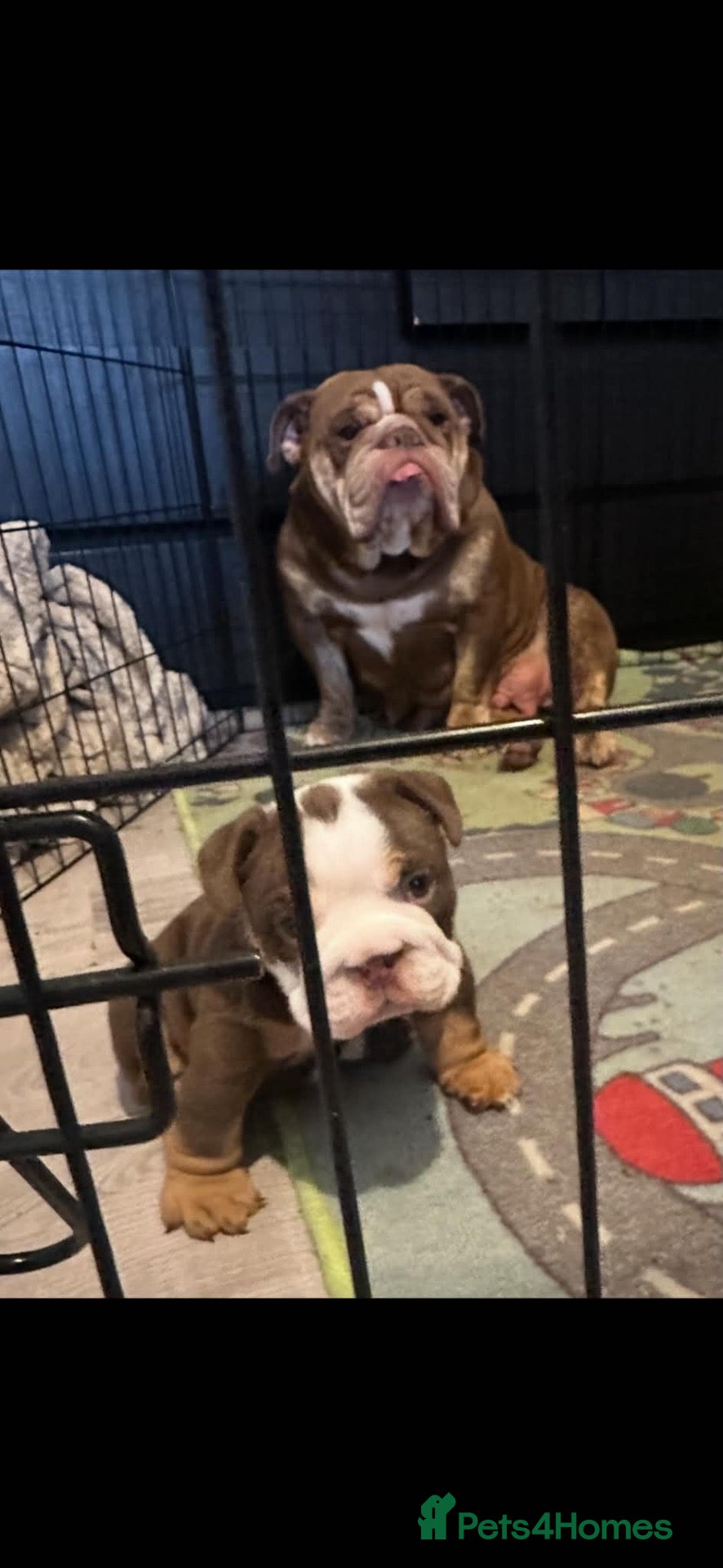 English Bulldog dogs Boy Tri coloured + kc registered english bulldog  - Advert 4
