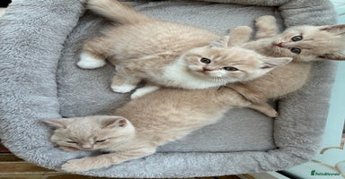 British Shorthair cats - Advert 13