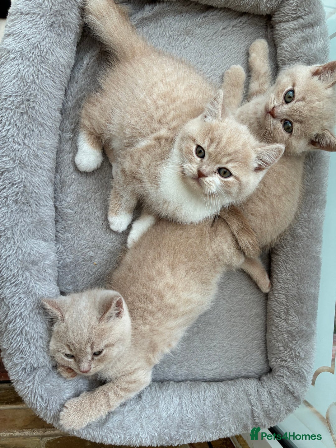 British Shorthair cats for sale: 3 LEFT - TICA BRITISH SHORTHAIRED KITTENS - Image 4