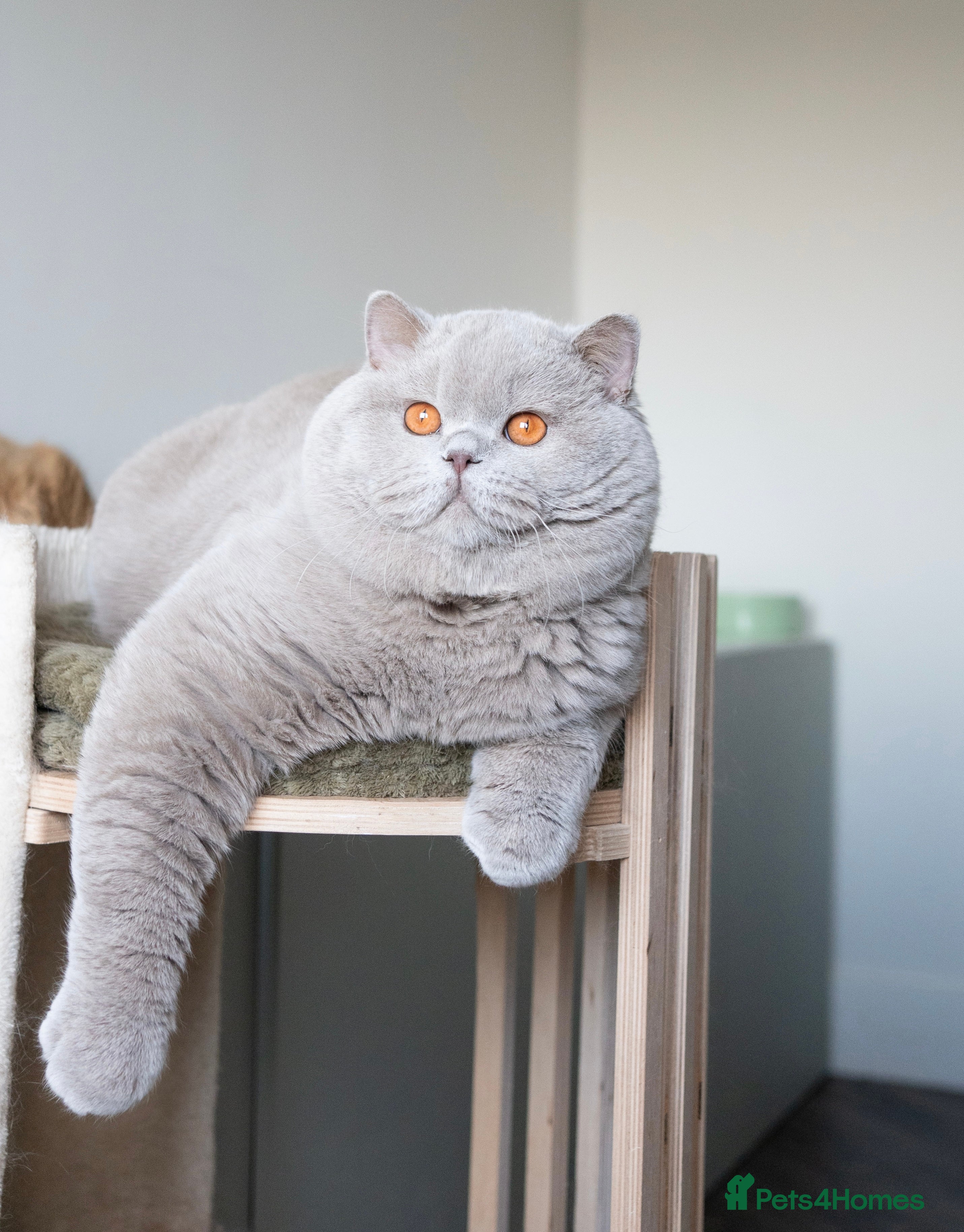 British Shorthair cats Super Chonky lilac boy  - Advert 2