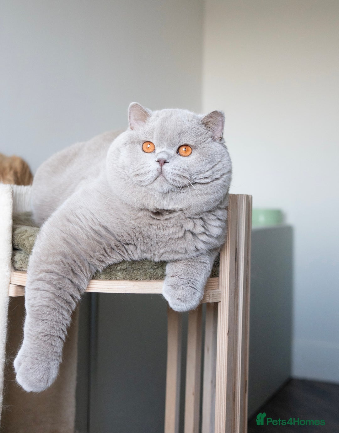 British Shorthair cats for sale: Super Chonky lilac boy  - Advert 1