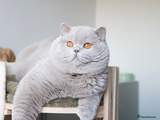 British Shorthair cats Super Chonky lilac boy - Advert 1