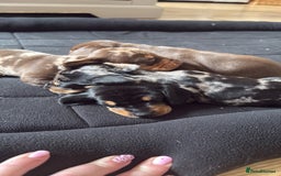 Miniature Dachshund dogs for sale: Miniature dapple Daschunds  - Image 10
