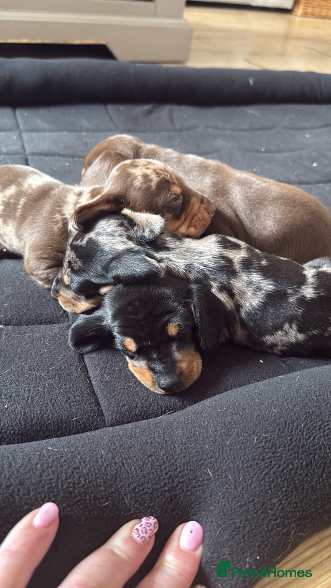 Miniature Dachshund dogs for sale: Miniature dapple Daschunds  - Image 10