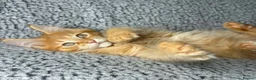 Maine Coon cats for sale: GCCF Maine Coon Kittens.  - Advert 6