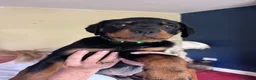 Rottweiler dogs for sale: Rottweiler puppies - Advert 3