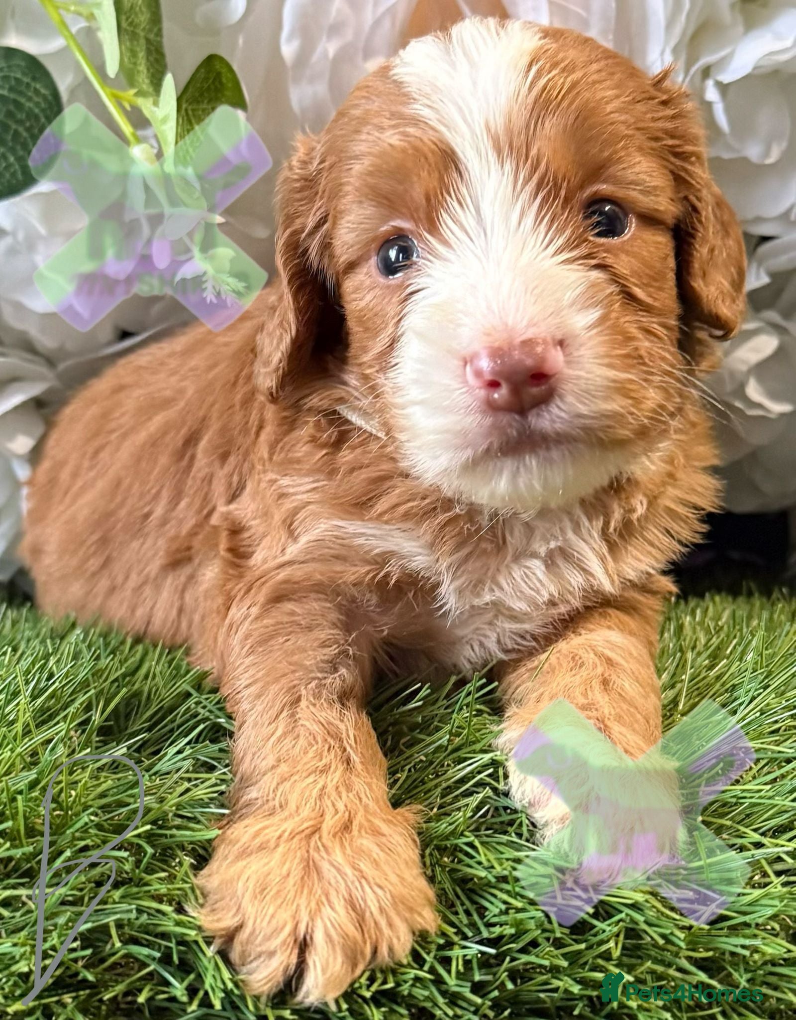 Cockapoo dogs F1 Apricots and fox reds mini cockapoos 30 dna clr - Advert 1