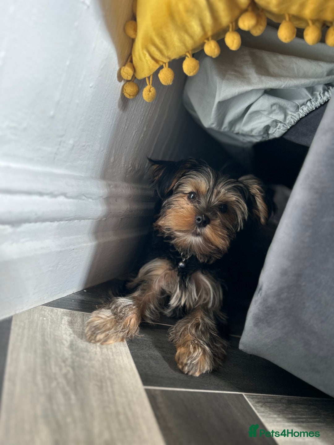 Yorkshire Terrier dogs for sale: Mini Male Yorkshire Terrier  - Image 4