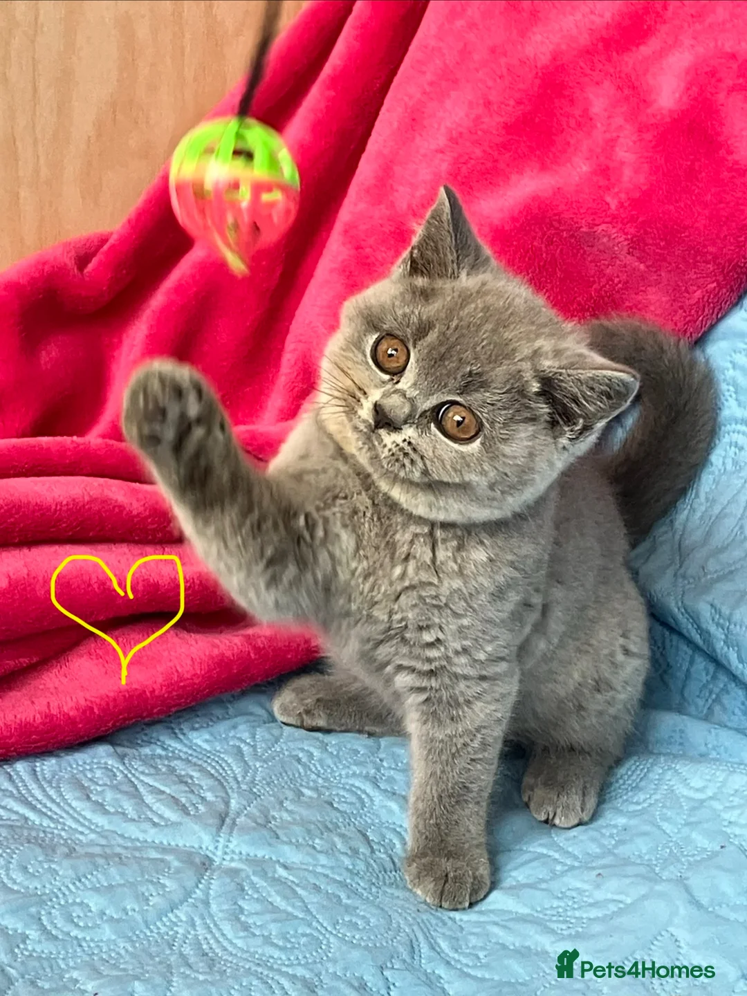 British Shorthair cats for sale: GCCF🏆ChampionBloodline 5GENpedigree BSHblue/lilac - Advert 1