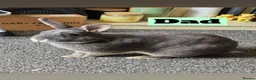 Netherland Dwarf rabbits for sale:  Netherlands dawf x Rex  - Advert 4