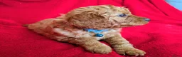 Cavapoo dogs for sale: All puppies reserved. - Advert 25
