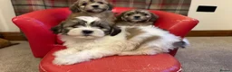 Mixed Breed dogs for sale: Beautiful Lhasa-Chon puppies. - Advert 24