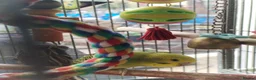 Budgerigars birds for sale: Beautiful baby budgies  - Advert 10