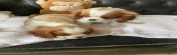 Cavalier King Charles Spaniel dogs for sale: Extra Special Puppies  - Advert 4