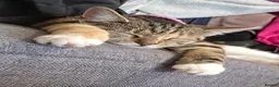 Mixed Breed cats for sale: 2 beautiful cats for rehoming  - Advert 2