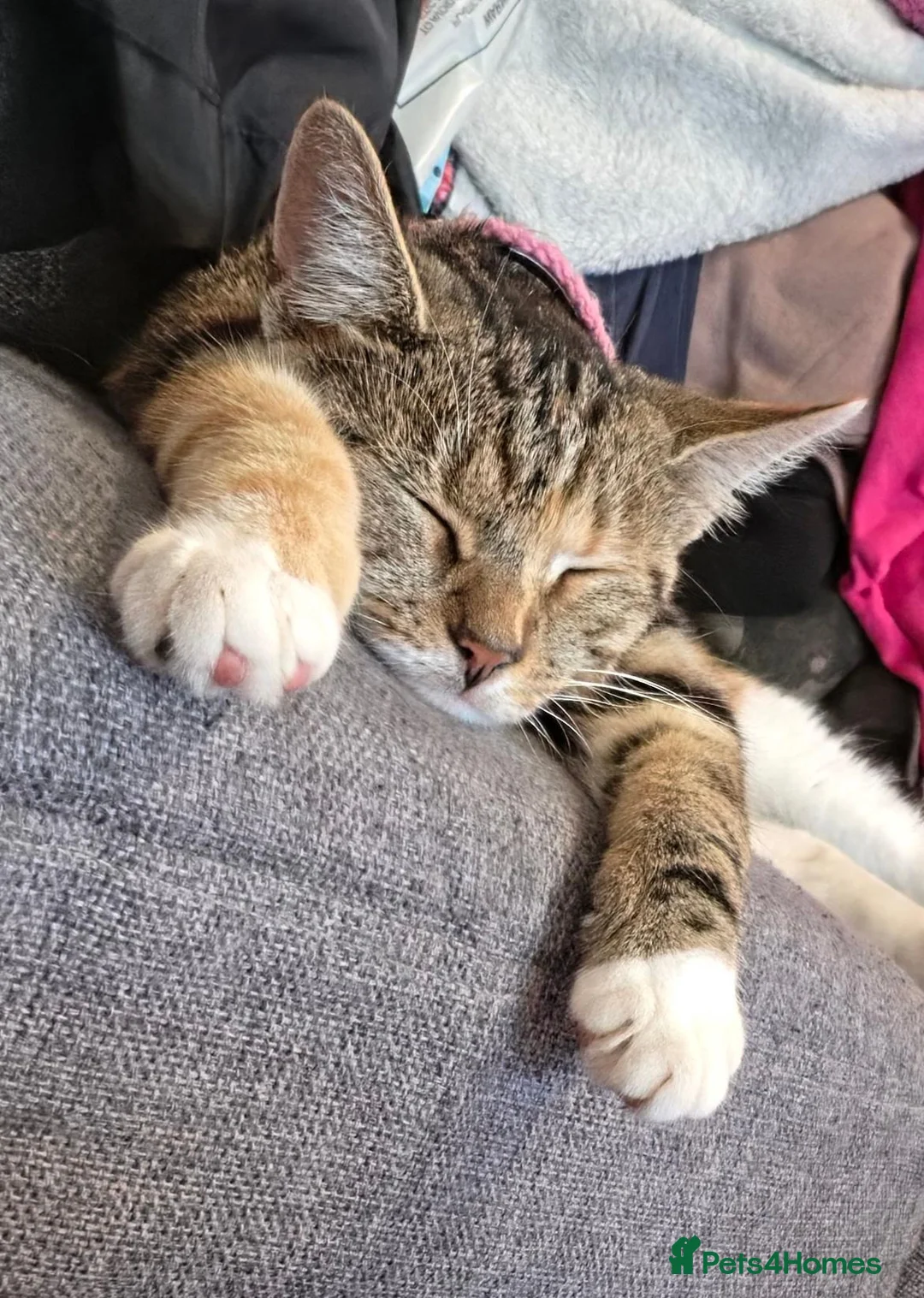 Mixed Breed cats for sale: 2 beautiful cats for rehoming  - Advert 2