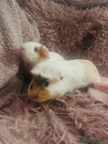 Guinea Pig rodents - Advert 16