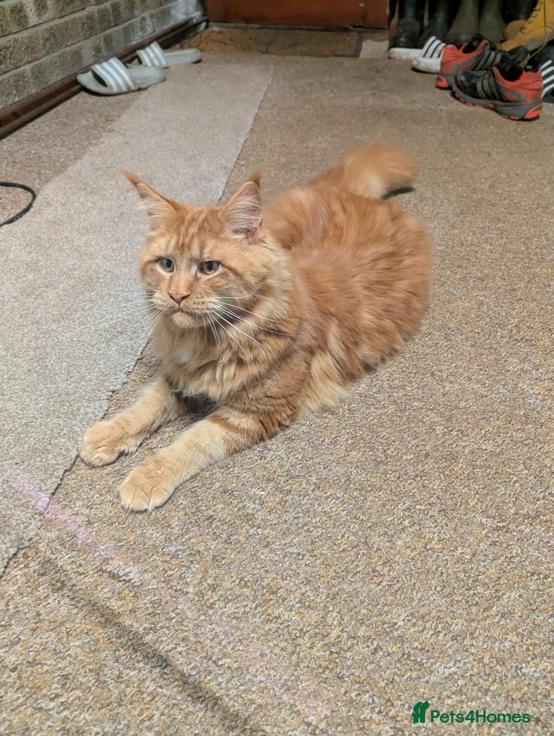 Maine Coon cats for sale: Maine coon  - Advert 5