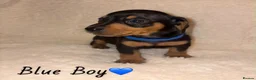 Miniature Dachshund dogs for sale: KC Miniature Dachshund Puppies - Advert 4