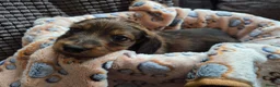 Miniature Dachshund dogs for sale: 4 beautiful long haired miniature dachshund pups in Salisbury - Advert 12