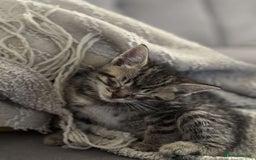 Mixed Breed cats for sale: 2 male ginger 2 female tabby  - Image 3