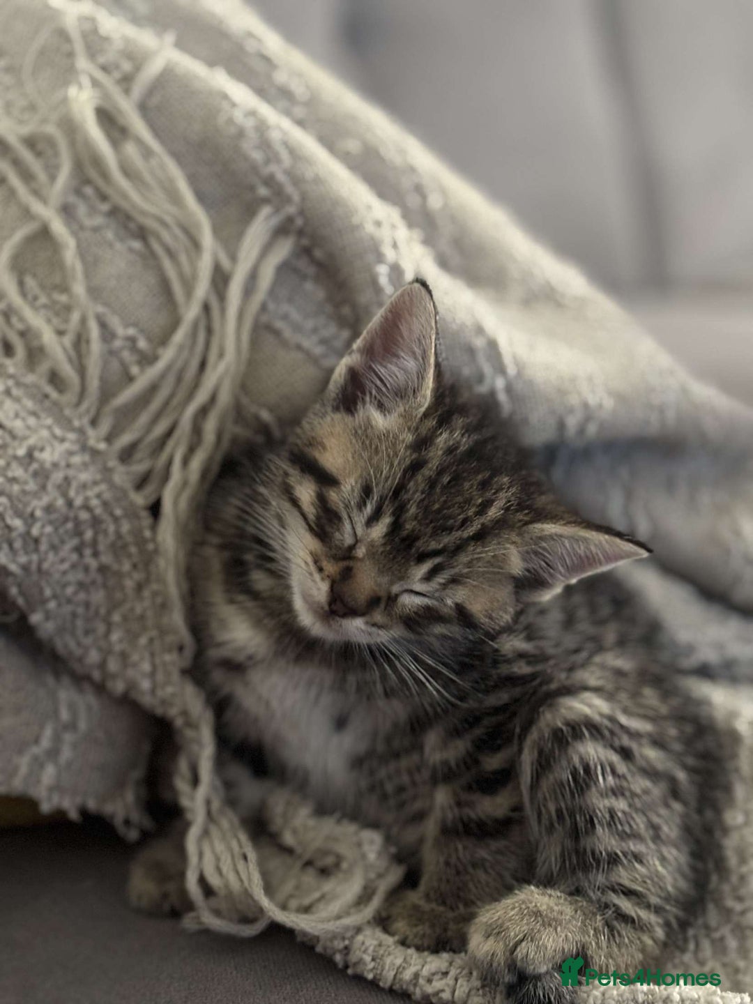 Mixed Breed cats for sale: 2 male ginger 2 female tabby  - Image 3