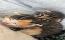 Mixed Breed cats for sale: 6 beautiful kittens - Image 1