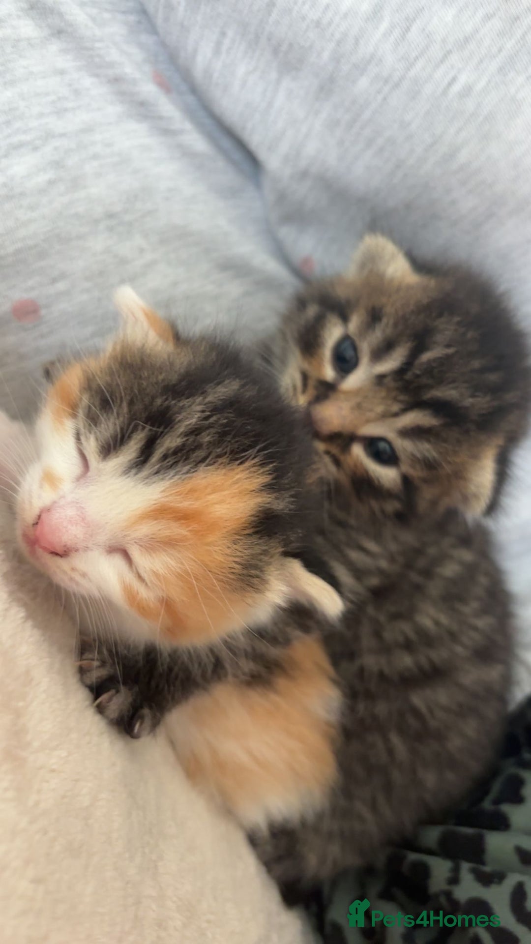 Mixed Breed cats for sale: 6 beautiful kittens - Image 1