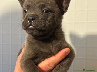 Mixed Breed dogs Adorable Frow Frow puppies ready now - Advert 1