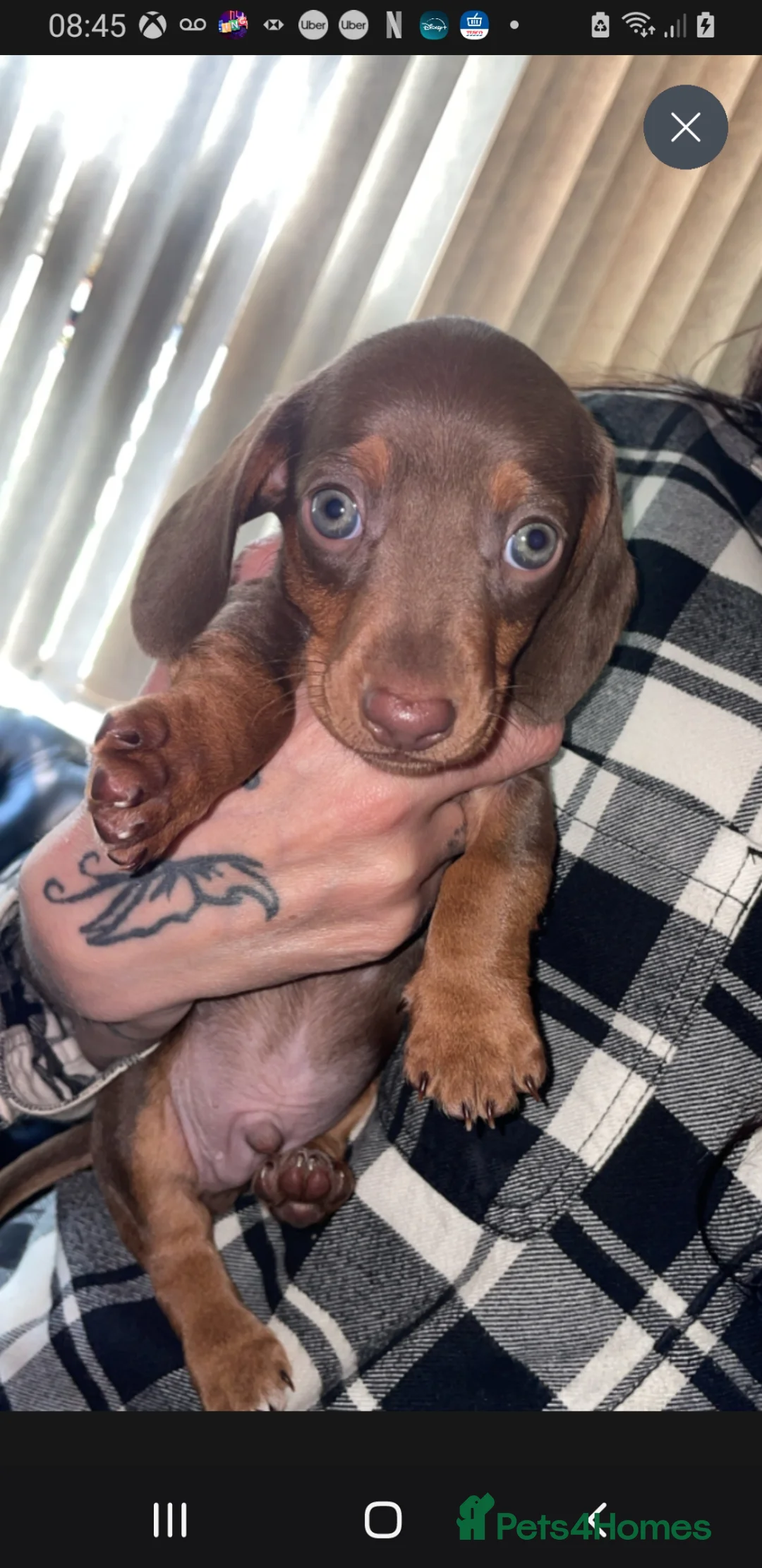 Miniature Dachshund dogs for sale: Beautiful little boy ready for hia forever home in Birmingham - Advert 5
