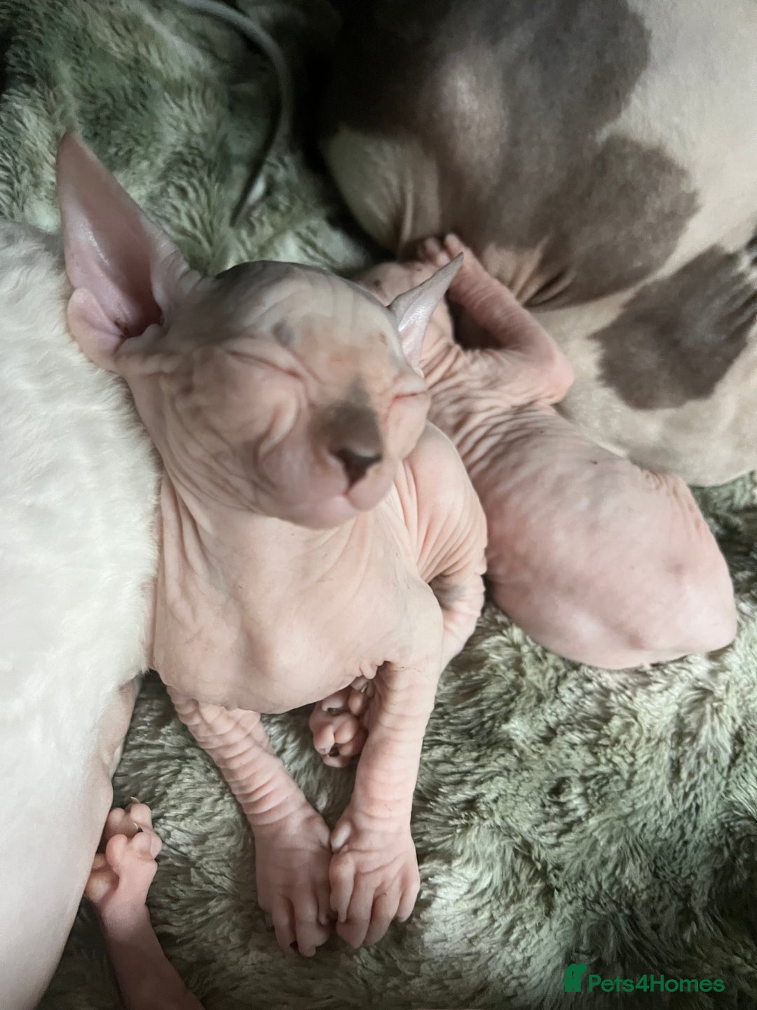 Sphynx cats for sale: Litter of 5 gorgeous baby’s  - Image 5