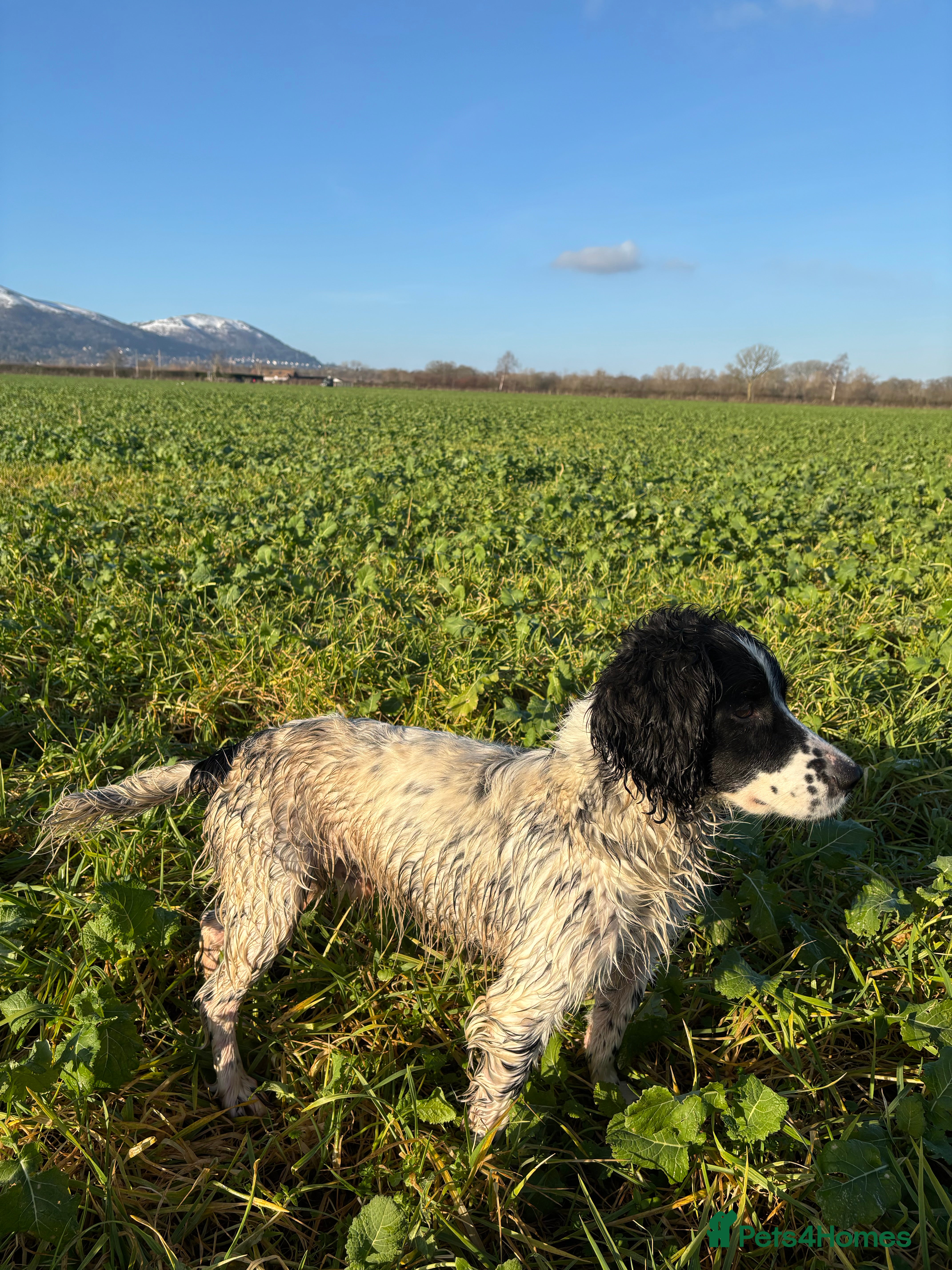 English Springer Spaniel dogs 6 Year Old Working Springer Spaniel - Advert 3