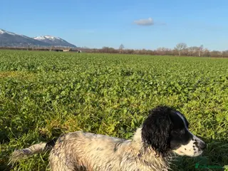 English Springer Spaniel dogs 6 Year Old Working Springer Spaniel - Advert 3