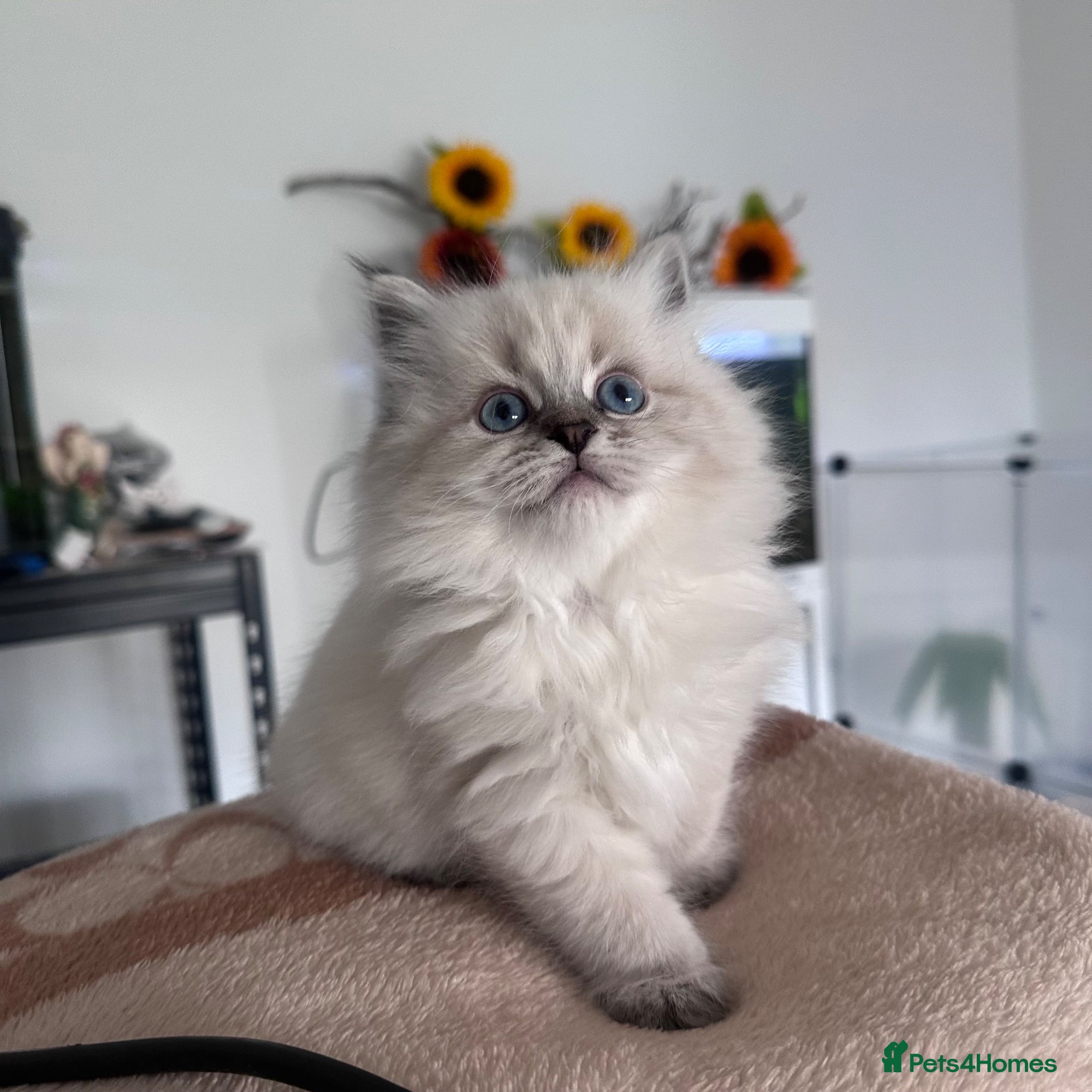 Neva Masquerade cats Neva Masquerade kittens, import lines RU-CZ-PL - Advert 1