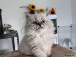 Neva Masquerade cats Neva Masquerade kittens, import lines RU-CZ-PL - Advert 2