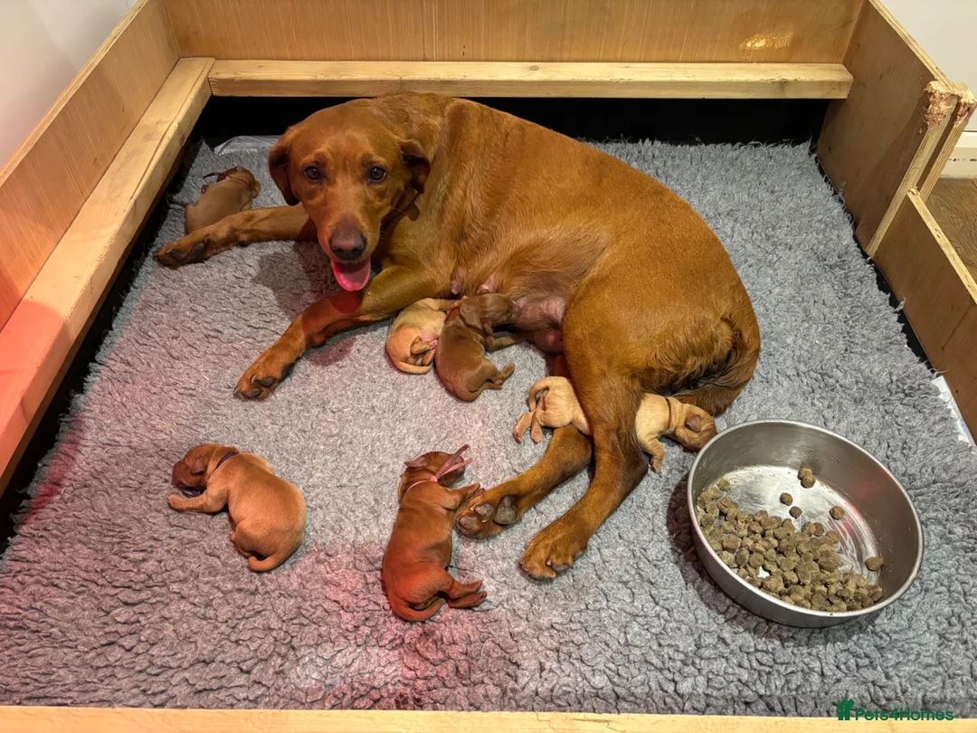 Labrador Retriever dogs for sale: Outstanding quality dark fox red Labrador pups - Advert 1