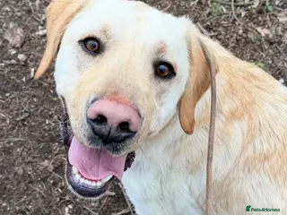 Labrador Retriever dogs Mason - Advert 7