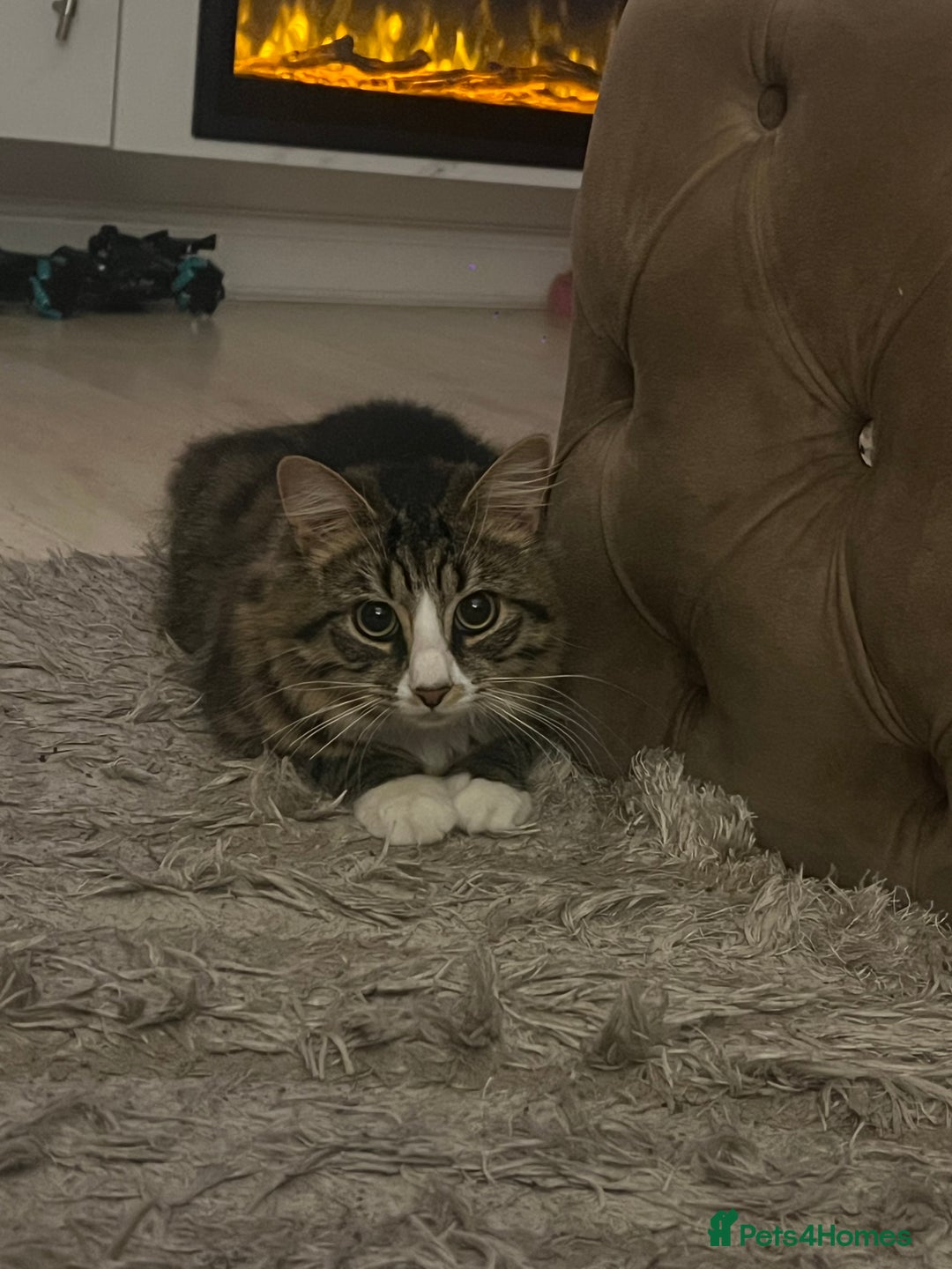 British Longhair cats for sale: Niles💙 - Image 3