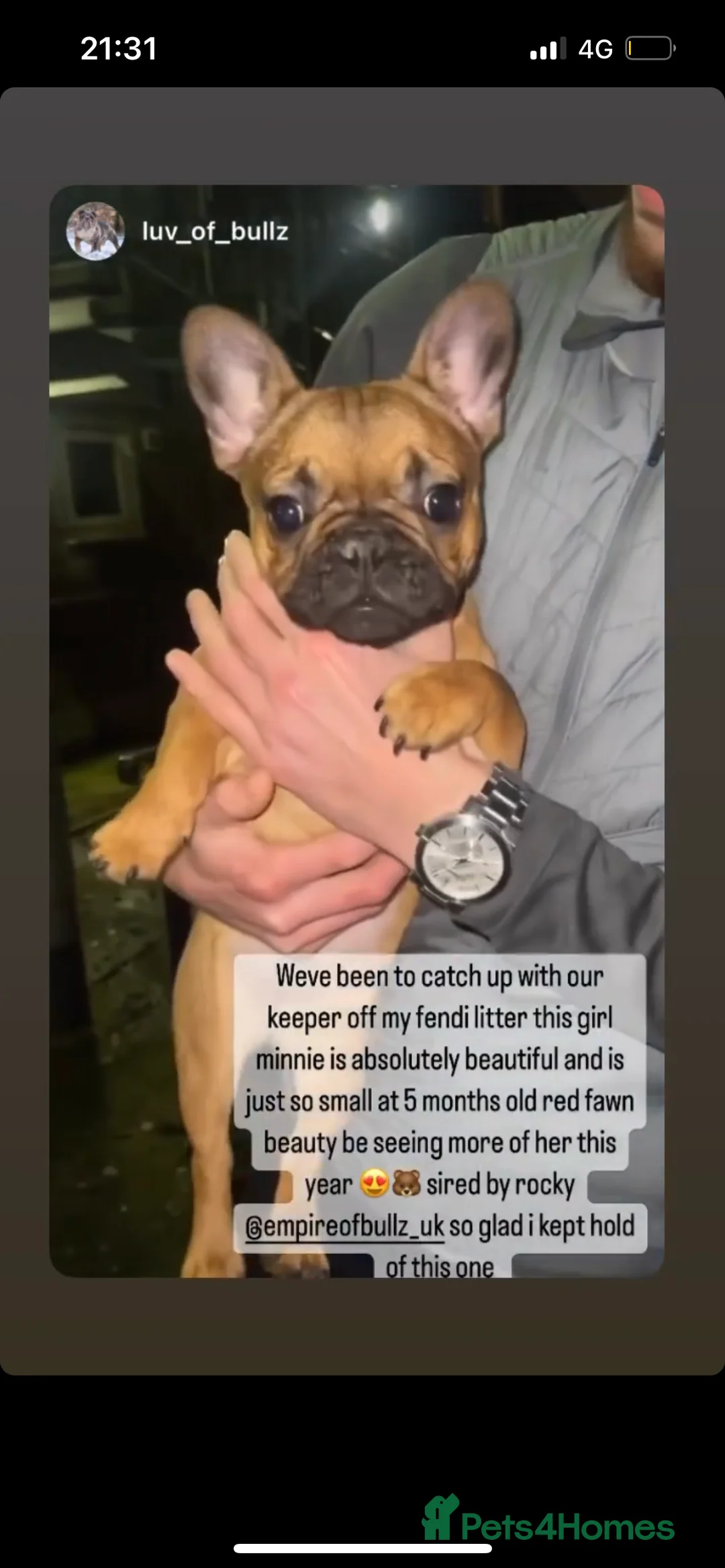 French Bulldog dogs for stud: 💥3x Ch Rocky of Empire OB UK💥FBCE Silver Tested in Doncaster - Advert 33