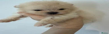 Pomeranian Puppy 4
