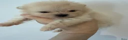 Pomeranian dogs for sale: Kc pomeranian puppies  - Advert 22
