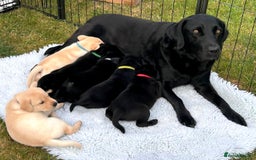 Labrador Retriever dogs for sale: Male Black Labrador puppies - Image 4