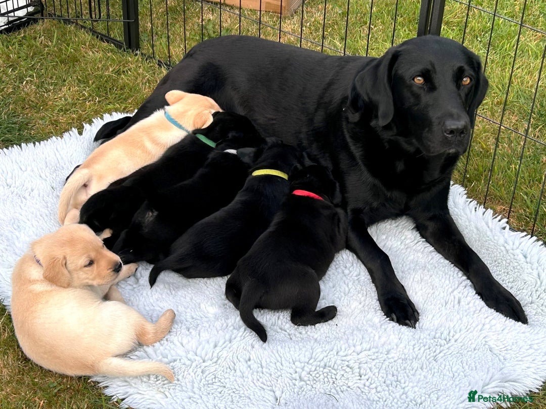 Labrador Retriever dogs for sale: Male Black Labrador puppies - Image 4